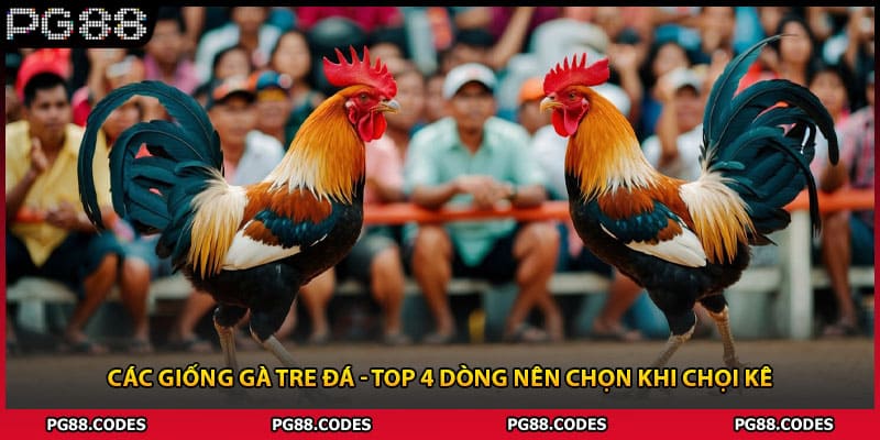 Các Giống Gà Tre Đá - Top 4 Dòng Nên Chọn Khi Chọi Kê