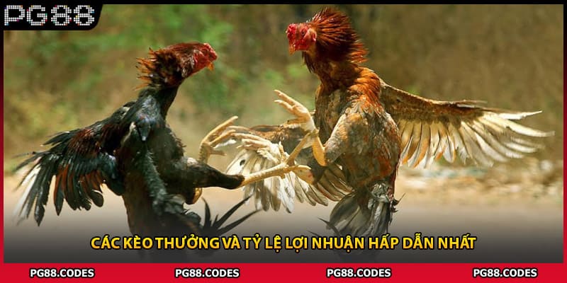 Các kèo thưởng và tỷ lệ lợi nhuận hấp dẫn nhất