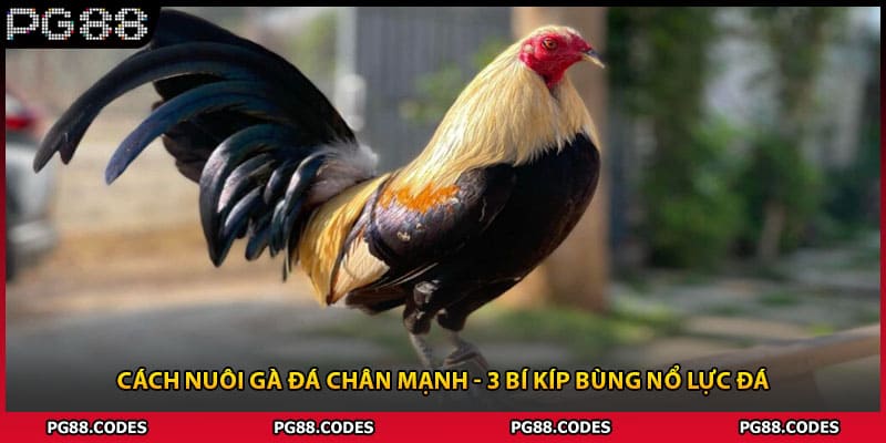 Cách Nuôi Gà Đá Chân Mạnh - 3 Bí Kíp Bùng Nổ Lực Đá