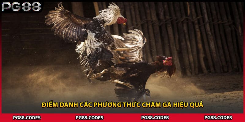 Điểm danh các phương thức chăm gà hiệu quả 