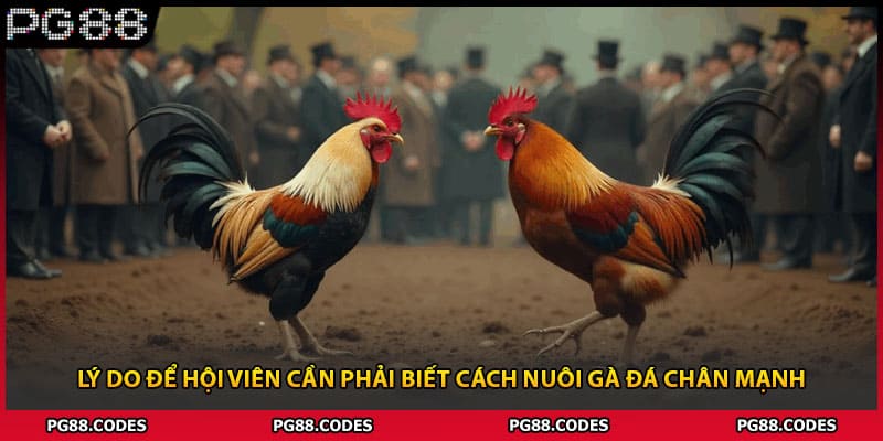 Lý do để hội viên cần phải biết cách nuôi gà đá chân mạnh