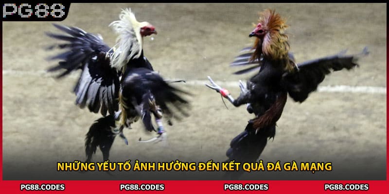 Những yếu tố ảnh hưởng đến kết quả đá gà mạng