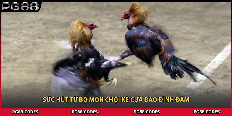 Sức hút từ bộ môn chọi kê cựa dao đình đám