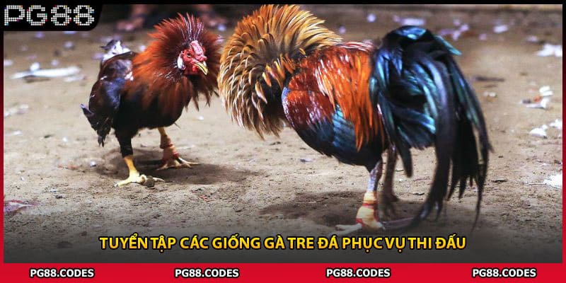 Tuyển tập các giống gà tre đá phục vụ thi đấu